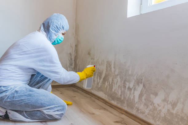 Licensed Mold Inspection service in Austin, TX - WQB Mold Removal
